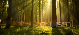 Natura – Grupa Media Informacyjne