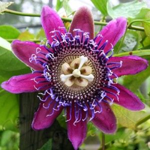 Passiflora