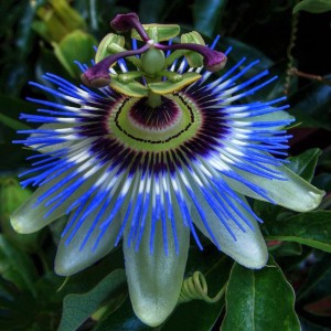 Passiflora