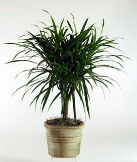 roślina doniczkowa-dracena