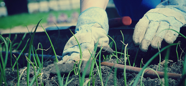 Gardening