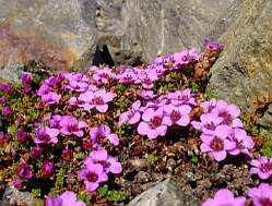 http://hornsund.igf.edu.pl/hornsund.old/foto/saxifraga.jpg