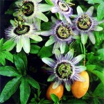 Passiflora