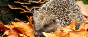 Październik w ogrodzie